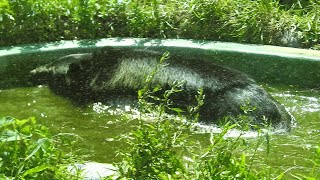 ツキノワグマの水浴び