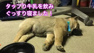 北海道犬の子犬が婿入り！ミコちゃんと仲良く出来るかな？久々に熊太郎と熊次郎にも会えました🤗説明欄に目次記載！