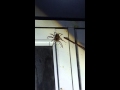 costa rican attacking spider as big as your hand!