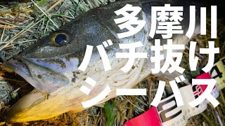 どんなに厳しい状況でも一本！多摩川バチ抜けシーバスを攻略する[2023年バチ抜け]