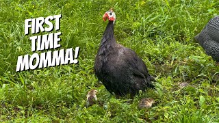 Guinea hen hatches eggs for the FIRST TIME - Here's what happened!