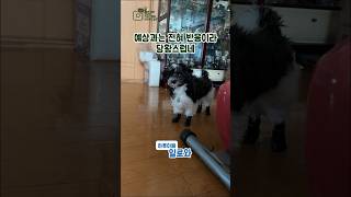 예상과는 전혀 다른 반응이라 당황스럽네요...#강아지 #dog #shorts