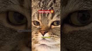 momen balas dendam seekor kucing, instan karma! #petcollection #animals #catlover #funnyshorts