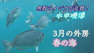 無数のメジナが乱舞！～3月の外房　春の海～