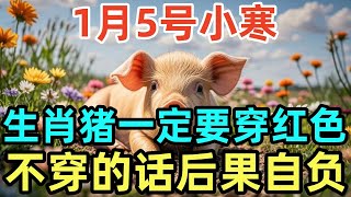 1月5号小寒，生肖猪一定要穿红色，不穿的话后果自负！#屬相 #生肖 #命理 #運勢 #風水