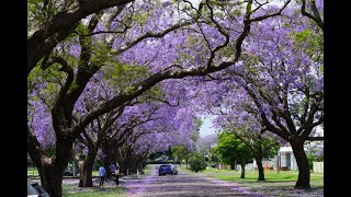 蓝花楹盛开的季节 | Grafton | Jacaranda | Port Macquarie