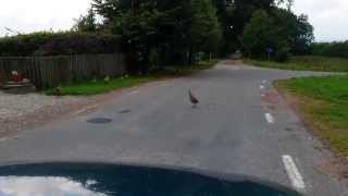 Pheasant paradise