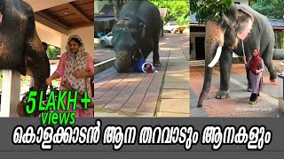 കൊളക്കാടൻ ആന തറവാടും ആനകളും | elephant love moments