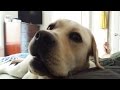 Dog wakes owner