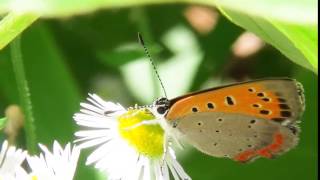 蝶と花シリーズNO.1紅シジミとヒメジオン