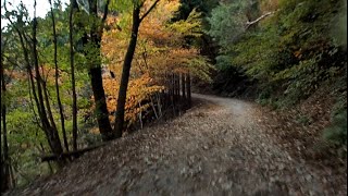 愛宕山(雲心寺林道→ウジウジ峠→広場)@221030_1300