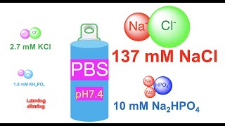 Phosphate Buffered Saline (PBS), Common Uses, Preparation, How Long Can Cells Survive in PBS?