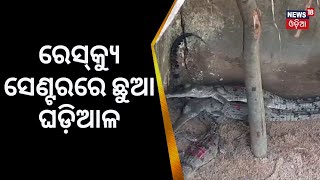 Angul News | Rescue Centreରେ ୨୦ ଛୁଆ କୁମ୍ଭୀର |Satakoshia ଗଣ୍ଡରୁ Tikarpada ରେସ୍‌କ୍ୟୁ ସେଣ୍ଟର |Odia News