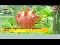 dragon fruit കൃഷിയിൽ നൂറ് മേനി വിളയിച്ച് malappuramത്തെ നിലമ്പൂർ ഇഞ്ചനാൽ ജോസ് kerala news