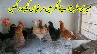 hen farming at home | Murghian Apne Ghar Mein Kaise Palen | poultry farming business at home idea