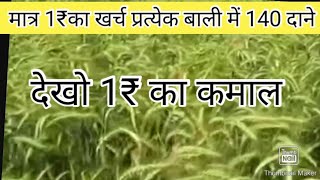 गेहूं में 60 से 65 दिन पर एक स्प्रे पैदावार दोगुनी होगी।।1 बाली में 140 दाने बनेंगे,मात्र 1r का खर्च