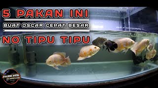 🔴 REKOMENDASI 5 PAKAN TERBAIK UNTUK IKAN OSCAR