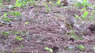 ビンズイ/Olive backed Pipit