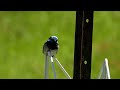 Male Fairy Wren Closeup