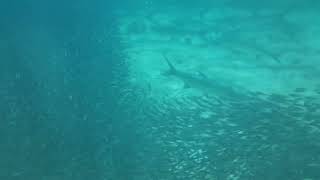 Hull Bay, St Thomas USVI - Snorkeling with tarpon fish