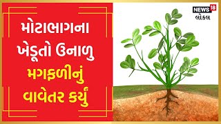 savarkundla marketing yard તલ અને મગફળીની આવકથી છલોછલ ઉભરાયું | #local18