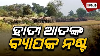 Madhyana Khabar Live | ହାତୀ ଆତଙ୍କ ବ୍ୟାପକ ନଷ୍ଟ | 20 Dec 2024 | Argus News