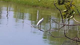 #ஆற்றங்கரை  கொக்கு  /#river crane at lake