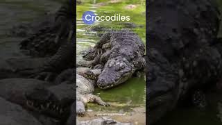 How do crocodiles mating | breeding season | copulation rituals