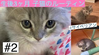 生後3ヶ月子猫の1日ルーティン【サイベリアン】(猫アレルギー猫を飼う)