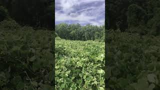 The Kudzu Field #Florida