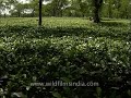 beautiful tea estates of bagdogra west bengal