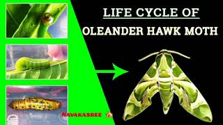 LIFE CYCLE OF OLEANDER HAWK MOTH🐛🦋