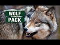 The Predatory Wolf Pack Of Yellowstone National Park | White Wolf Documentary