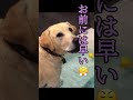 ケンカ勃発？ ラブラドールレトリバー kotachi kojiro labrador 大型犬 golden japan 仲良し 多頭飼い shorts kutta cutedog