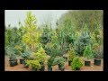 Conifer Kingdom Plant Collection