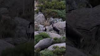 🇺🇸 Hunt Spain! Gredos ibex hunt #gredos #ibex #hunt #caza #drivenhunt #hunting #hunter #spain