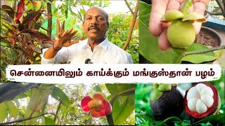 😱Just 50% Shade: Grow Your Own Rare Mangosthan Plant in Chennai's Heat | மங்குஸ்தான் செடி வளர்ப்பு 🎋