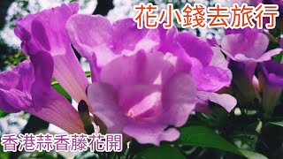 香港蒜香藤花開了@香港賞花2021