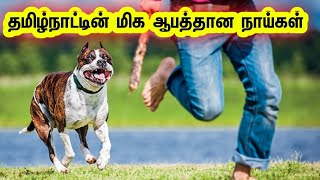 Dangerous dogs in tamilnadu !!😯/தமிழ்நாட்டின் மிக ஆபத்தான நாய்கள்/ #world #dog #dangerous #tamil