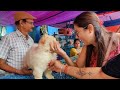 Galiff Street Pet Market Kolkata | dog market in kolkata | Dog Price | Gallif street kolkata | Dogs