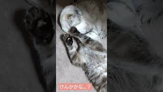 バンザイしてる！？かわいいしぐさなぺちゃ猫たち😆 #エキゾチックショートヘア #鼻ぺちゃ #猫好きさんと繋がりたい #けんか#@fukyureiku