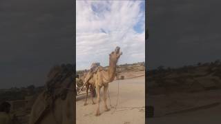 Cemal in desert 🥵 #cemallover #animals #wildanimols #cuteanimal #camel #camelvoice #cutefarmanimal