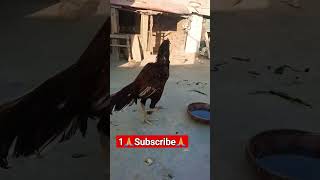 aseel murga | hen fight  #shorts #trending #aseel #youtubeshorts #viral