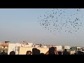 hyderabad kabootar bazi kiran bhai and vickey bhai fighters 400 vs 400pigeons🕊🕊hyd 😍india