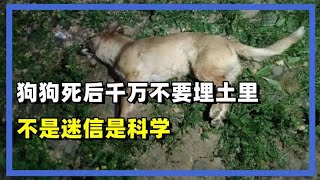 狗狗死后千万不要埋土里？原来不是迷信，真实原因很多人都不知道