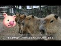 野生化では真逆襲われ続ける生活カピバラ【ぴえん過ぎる生き物紹介】