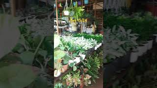 Day 15/24🧿🪴#livingbymyself #chill #music #cover #plantnurseryvisit #solodate #minivlog #livingmylife