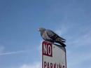 headless pigeon