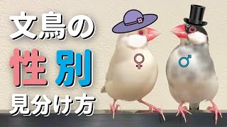 文鳥の性別を見分ける方法まとめ！オスメスの判別方法を書籍やYouTubeで調べてみた Java sparrow