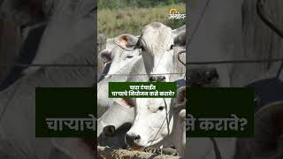 Fodder Management : चारा टंचाईत चाऱ्याची गरज कशी भागवायची? | Agrowon | ॲग्रोवन